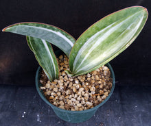 Load image into Gallery viewer, Sansevieria masoniana 'variegata' Variegated White form (Dracaena)