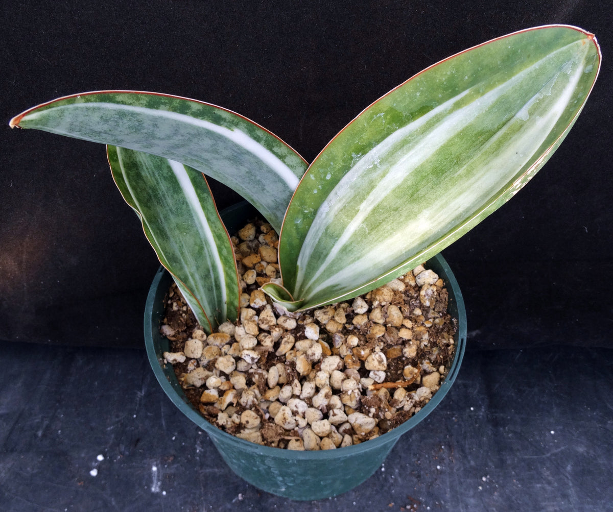 サンスベリア Sansevieria  White Variegated sansmas1_1200x1200.jpg?v=