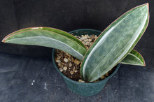 Load image into Gallery viewer, Sansevieria masoniana 'variegata' Variegated White form (Dracaena)