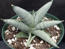 Load image into Gallery viewer, Sansevieria x 'Rookie' *Beautiful Stripes!* (Dracaena)