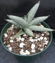 Load image into Gallery viewer, Sansevieria x 'Rookie' *Beautiful Stripes!* (Dracaena)