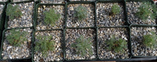 Load image into Gallery viewer, Sarcocaulon herrei (Monsonia)