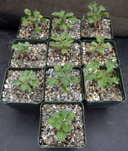 Load image into Gallery viewer, Sarcocaulon crassicaule