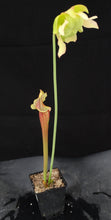 Load image into Gallery viewer, Sarracenia x 'Catesbaei'