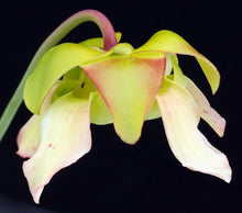 Load image into Gallery viewer, Sarracenia x 'Catesbaei'