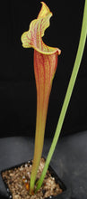Load image into Gallery viewer, Sarracenia x 'Catesbaei'