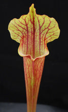 Load image into Gallery viewer, Sarracenia x 'Catesbaei'