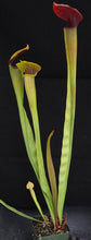 Load image into Gallery viewer, Sarracenia alata &#39;Maroon Throat&#39; *Dormant Plant*

