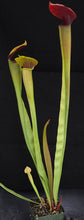 Load image into Gallery viewer, Sarracenia alata 'Maroon Throat' *Dormant Plant*