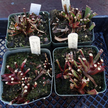 Load image into Gallery viewer, Sarracenia alata 'Maroon Throat' *Dormant Plant*