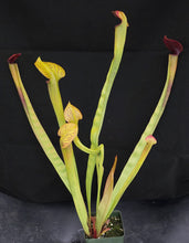 Load image into Gallery viewer, Sarracenia alata &#39;Maroon Throat&#39; *Dormant Plant*
