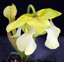 Load image into Gallery viewer, Sarracenia alata 'Maroon Throat' *Dormant Plant*