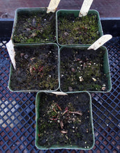 Load image into Gallery viewer, Sarracenia x 'Bug Bat' *Dormant Plants*