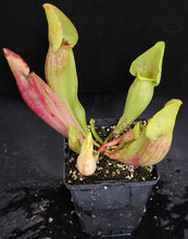 Load image into Gallery viewer, Sarracenia x 'Carolina Yellow Jacket'