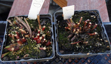 Load image into Gallery viewer, Sarracenia 'Dana's Delight' *Dormant Plants*