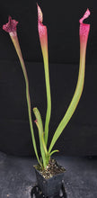 Load image into Gallery viewer, Sarracenia 'Dana's Delight' *Dormant Plants*