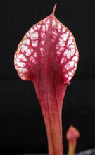 Load image into Gallery viewer, Sarracenia 'Dana's Delight' *Dormant Plants*