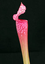 Load image into Gallery viewer, Sarracenia 'Dana's Delight' *Dormant Plants*