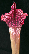 Load image into Gallery viewer, Sarracenia 'Dana's Delight' *Dormant Plants*