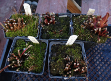 Load image into Gallery viewer, Sarracenia flava *Dormant Plants*