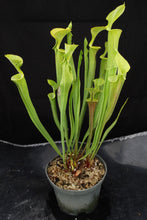 Load image into Gallery viewer, Sarracenia flava *Dormant Plants*