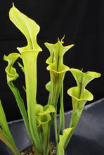 Load image into Gallery viewer, Sarracenia flava *Dormant Plants*