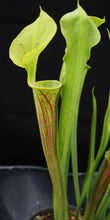 Load image into Gallery viewer, Sarracenia flava *Dormant Plants*