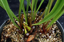 Load image into Gallery viewer, Sarracenia flava *Dormant Plants*