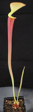 Load image into Gallery viewer, Sarracenia flava v. rubricorpora 'Burgundy'