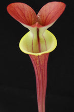 Load image into Gallery viewer, Sarracenia flava v. rubricorpora 'Burgundy'
