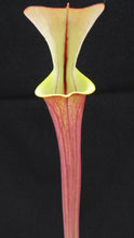 Load image into Gallery viewer, Sarracenia flava v. rubricorpora 'Burgundy'