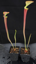 Load image into Gallery viewer, Sarracenia flava v. rubricorpora 'Burgundy'
