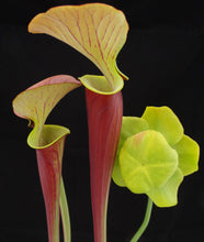 Load image into Gallery viewer, Sarracenia flava v. rubricorpora 'Burgundy'
