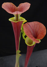 Load image into Gallery viewer, Sarracenia flava v. rubricorpora 'Burgundy'