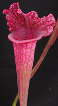 Load image into Gallery viewer, Sarracenia x 'Juthatip Soper' *Dormant Plants*