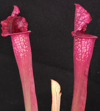Load image into Gallery viewer, Sarracenia x 'Juthatip Soper' *Dormant Plants*
