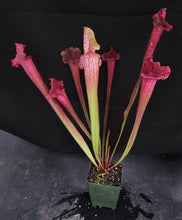 Load image into Gallery viewer, Sarracenia x 'Juthatip Soper' *Dormant Plants*