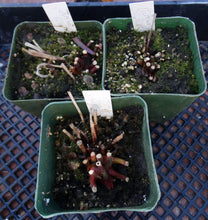 Load image into Gallery viewer, Sarracenia x 'Juthatip Soper' *Dormant Plants*