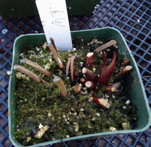 Load image into Gallery viewer, Sarracenia x 'Leah Wilkerson' *Dormant Plants*