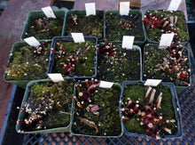 Load image into Gallery viewer, Sarracenia leucophylla *Dormant Plants*