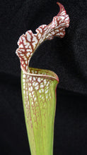Load image into Gallery viewer, Sarracenia leucophylla *Dormant Plants*
