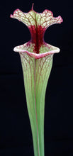 Load image into Gallery viewer, Sarracenia x 'Leah Wilkerson' *Dormant Plants*