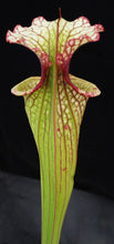 Load image into Gallery viewer, Sarracenia x 'Leah Wilkerson' *Dormant Plants*