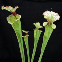 Load image into Gallery viewer, Sarracenia x 'Leah Wilkerson' *Dormant Plants*