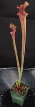Load image into Gallery viewer, Sarracenia 'Royal Ruby'