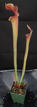 Load image into Gallery viewer, Sarracenia 'Royal Ruby'