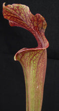Load image into Gallery viewer, Sarracenia 'Royal Ruby'