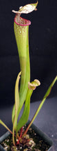 Load image into Gallery viewer, Sarracenia 'Saurus' x 'Adrian Slack' *Dormant Plants*