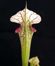 Load image into Gallery viewer, Sarracenia 'Saurus' x 'Adrian Slack' *Dormant Plants*