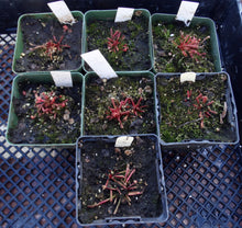 Load image into Gallery viewer, Sarracenia x 'Scarlet Belle' *Dormant Plants*